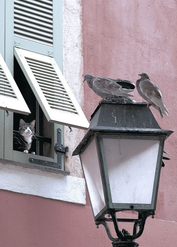 全明星：明星们的精彩表现合集，全明星精彩视频